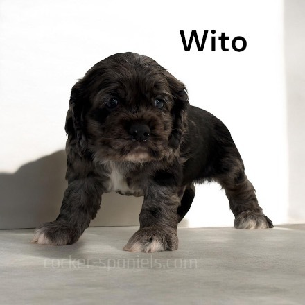 puppy, for, sale, Cocker Spaniel, Joe & Cherri  Overlease, dog, breeder, Miller, MO, dog-breeder, puppy-for-sale, forsale, nearby, find, puppyfind, locator, puppylocator, aca